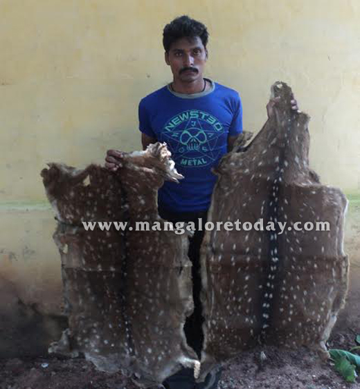 The Special Forest Squad’s Police personnel of Mangaluru have   arrested a person of Haveri origin near the 